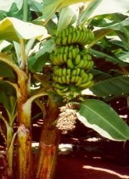 Banana orchard