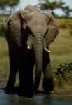 Elephant (Photo IUCN)