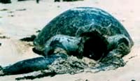 Green turtles beheaded in Mozambican national park
