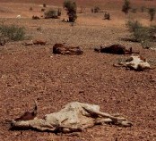 Livestock dying during the current dought in Mauritania