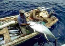 Senegalese tuna fisheries